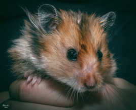 Portrait d'un hamster