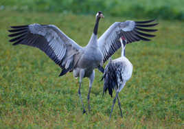 Parade de grues en Hiver