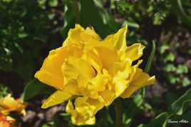 Pivoine jaune