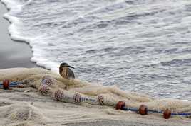 Un Kaïali sur la plage