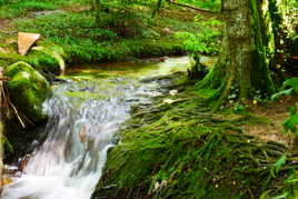 Source d'eau au cœur des bois