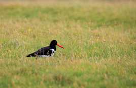 Une pie peu bavarde !