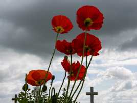 Des p'tits coquelicots