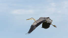 Héron petit patapon