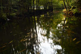 Mortes dérivantes sur le jeune Ognon