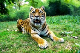 Pour les fans de Big-Moustache