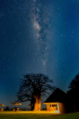 Un baobab et un voie lactée