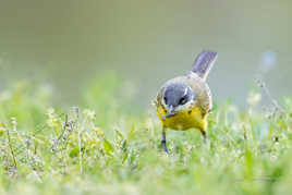 Bergeronnette printanière