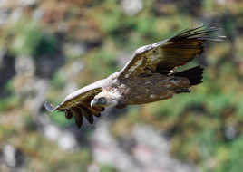 Vautour fauve - En vol