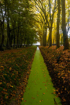 Chemin de verdure