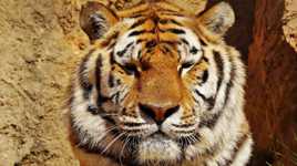 tigre