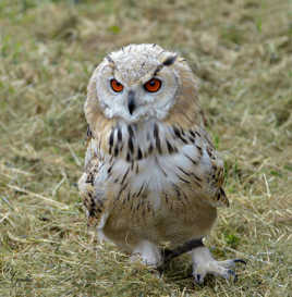 Grand Duc de sibérie