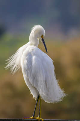 Aigrette