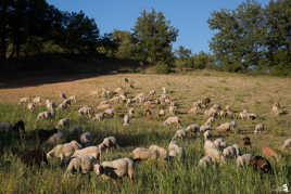 L'herbe est deja bien sèche