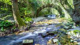 Douceur des sous bois