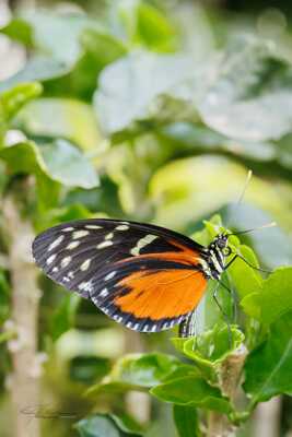 Jardin des papillons