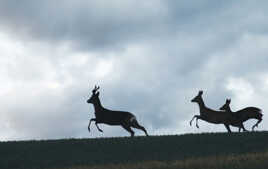 Chevreils à contre jour