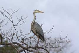 Le seigneur des marais