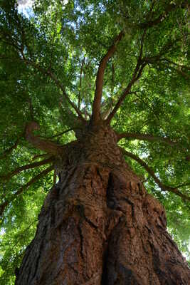 Ces Géants qui nous abritent
