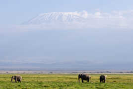 éléphants sous kili
