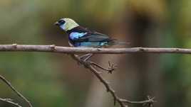 calliste a coiffe d'or