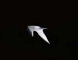 mouette dans la nuit !!!