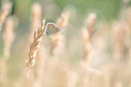 LIBRE…
