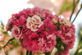 Un blanc parmis les roses