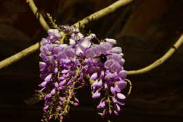 Glycine