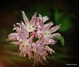 Fleur de ciboulette