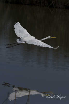 Grande aigrette