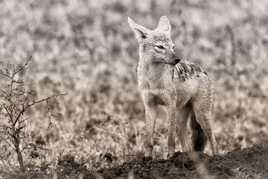 Chacal sous la pluie