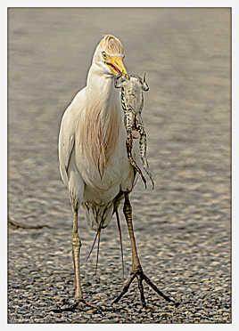 Héron garde-boeuf et son repas