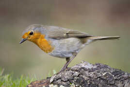 L'appétit commence avec les yeux