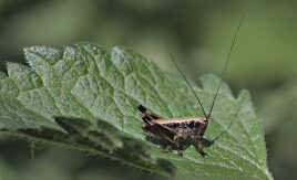 Miniature connectée (2)