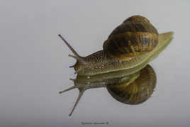Escargot