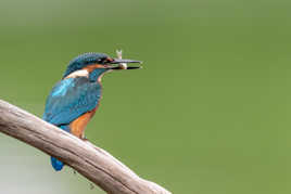 Martin pêcheur juvénile