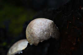 Après l'incendie, le retour de la vie (3)