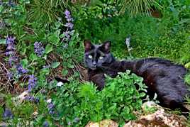 Simba sur son coussin préféré