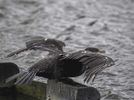 Le Cormoran, après une séance de séchage, retour à la chasse !