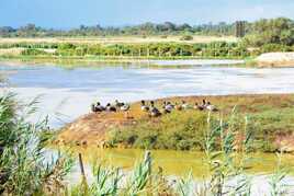 Paysage de Camargue