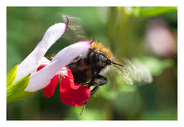 Pollinisateurs