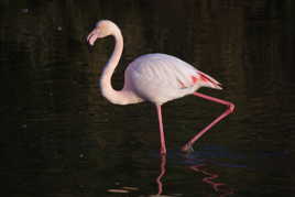 flamand rose.