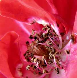 L'intérieur d'une rose