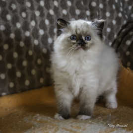 Opale de l'épine de la Rose d'Or