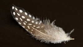 Délicatesse et légèreté II