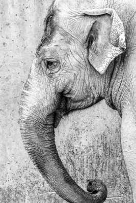 un petit tour au zoo