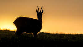 Chamois d'Or