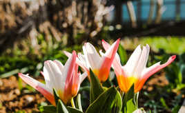 premières tulipes