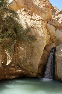 TUNISIE : Oasis de Tozeur